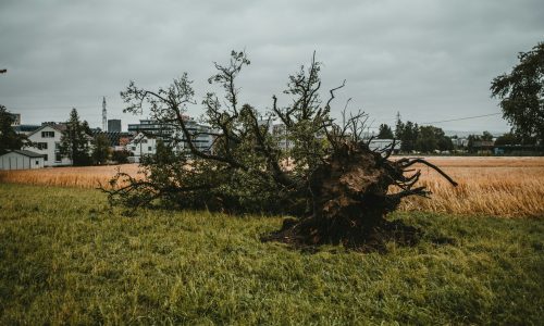 claudio-schwarz-Pu5kl_vvNts-unsplash